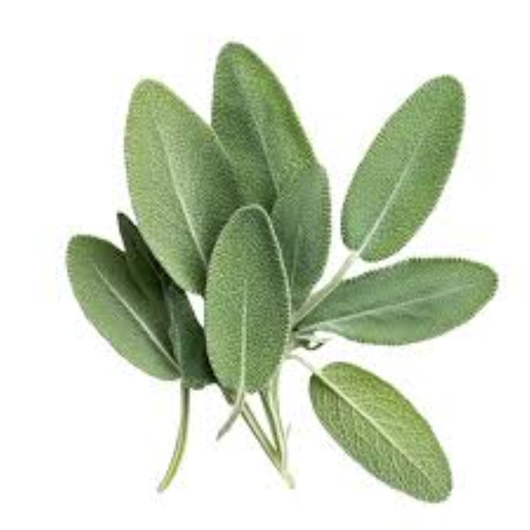 FRESH SAGE